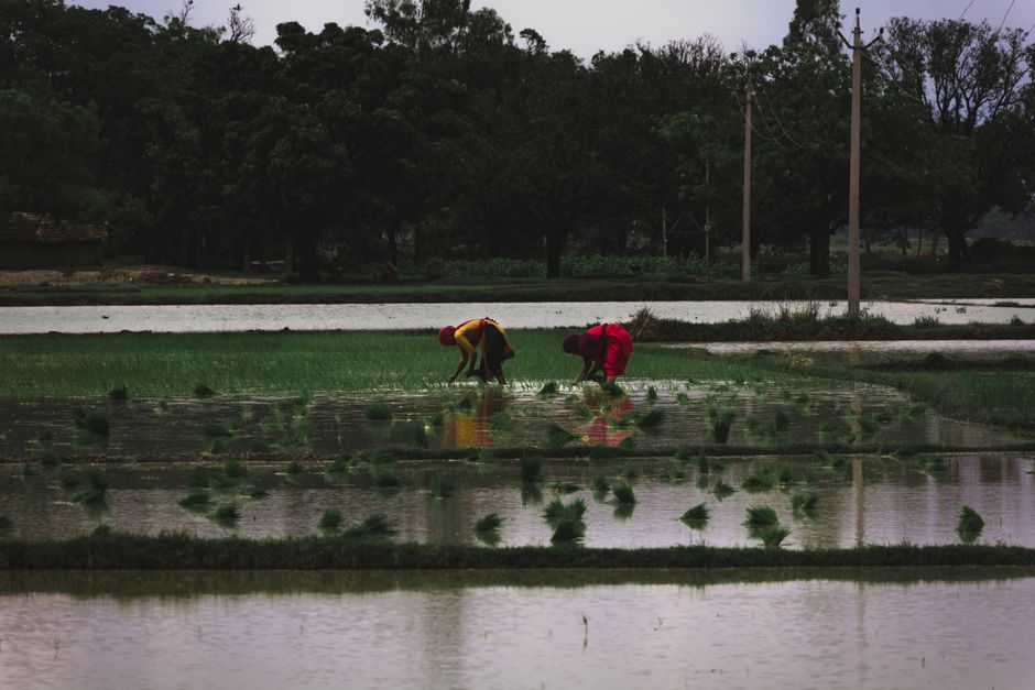 Understanding the Paddy Planting Process Understanding the Paddy Planting Process