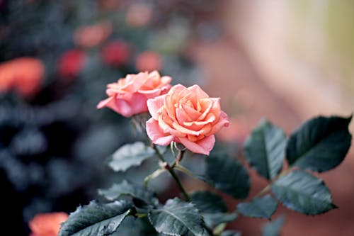 Imagine de stoc gratuită din a închide, flori roz, fotografie de flori