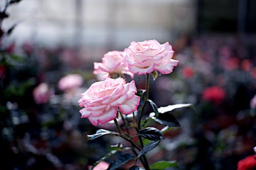 Imagine de stoc gratuită din dalat, flori frumoase, kj