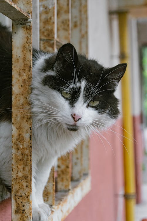 camlar, cat, cat portrait içeren Ücretsiz stok fotoğraf