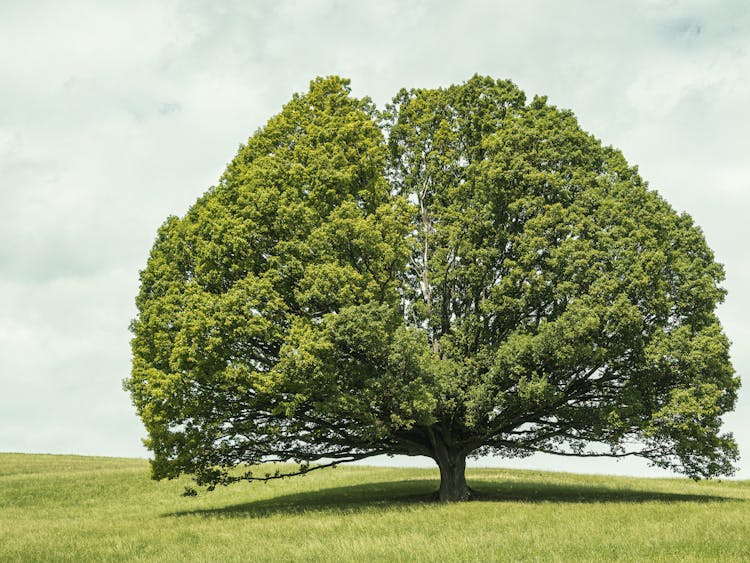 Single, Green Tree