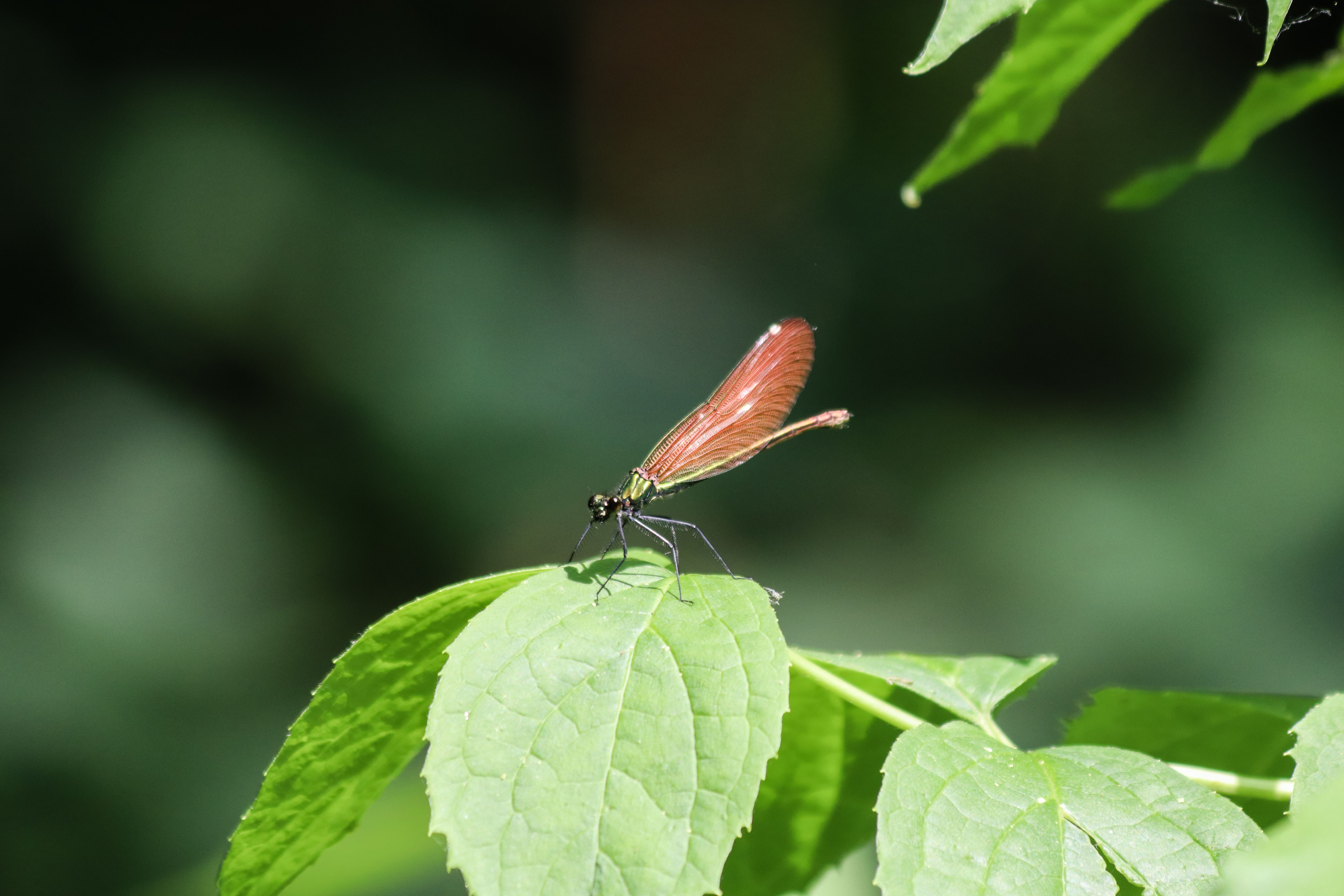 Dragonfly on Leaves · Free Stock Photo