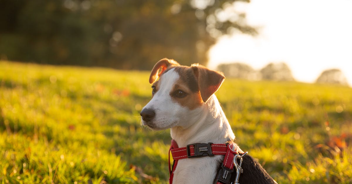 Close-Up Photo of a Jack Rusell Terrier