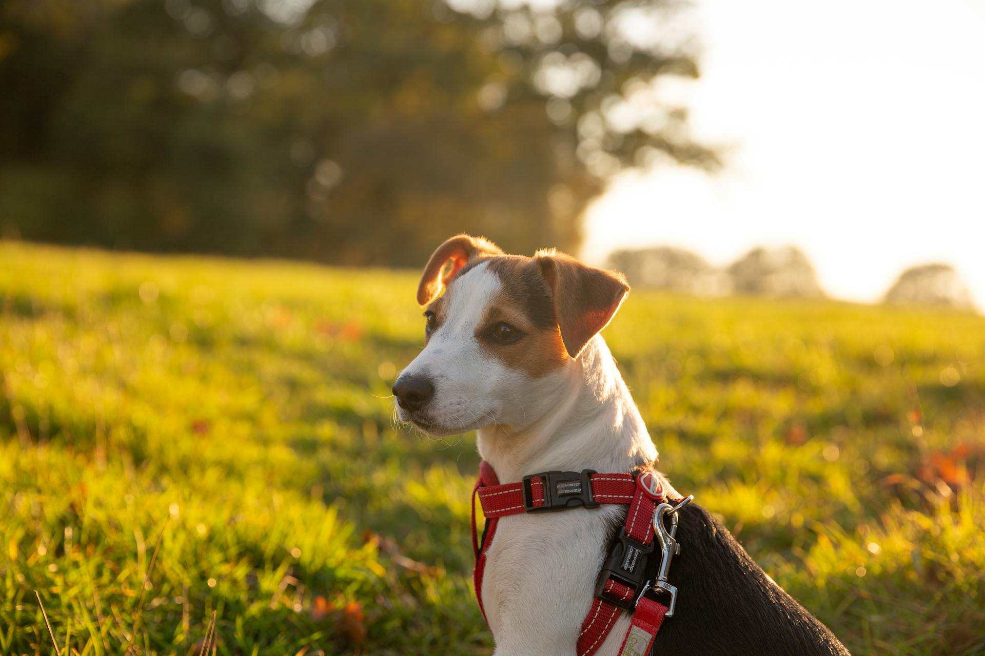 Een close-upfoto van een Jack Russell Terrier