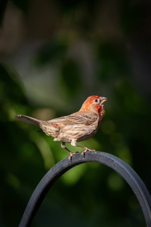 Common Rosefinch Bird