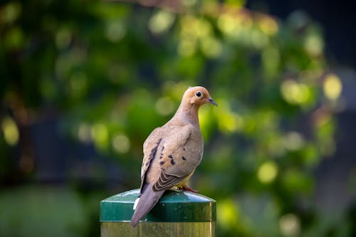 Dove in Nature