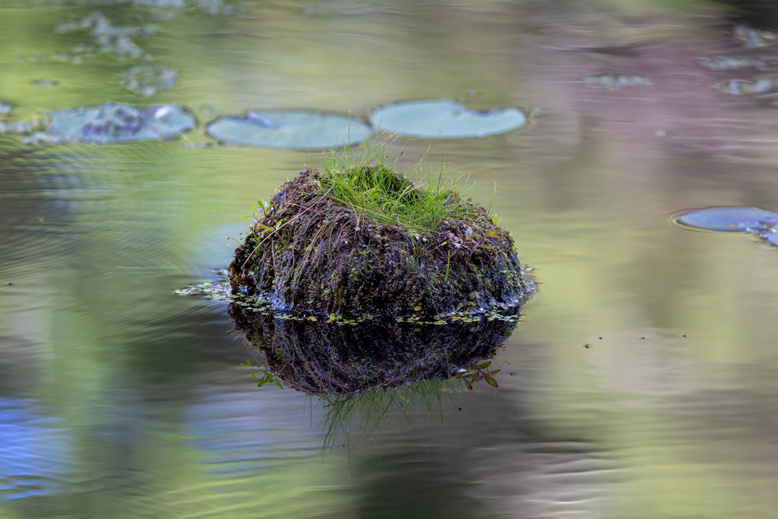 Clse-up of a Rock Covered with Plants in a Body of Water 