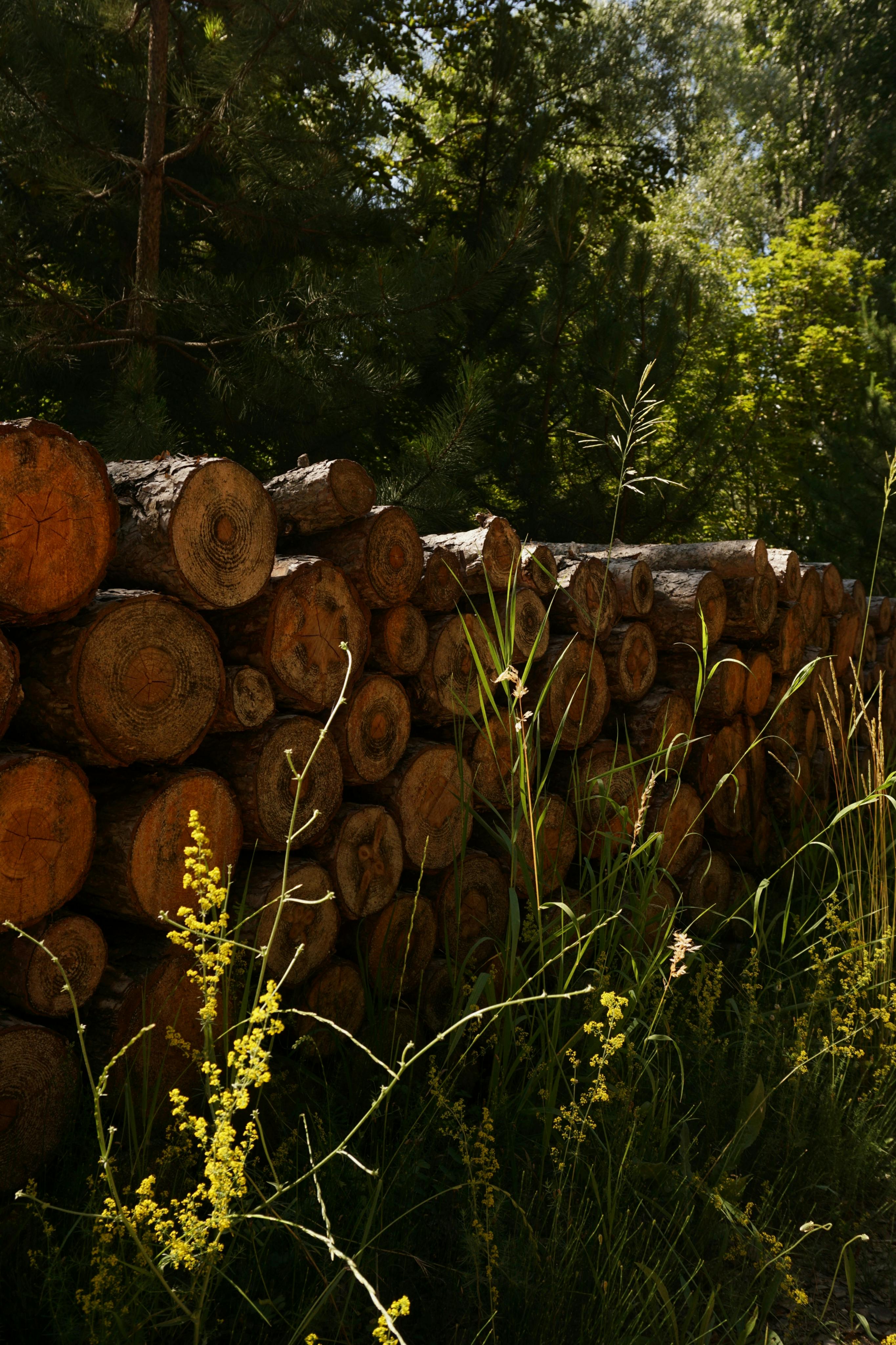 Close-up view of stacked logs in a lush green forest with wild plants in the foreground.
