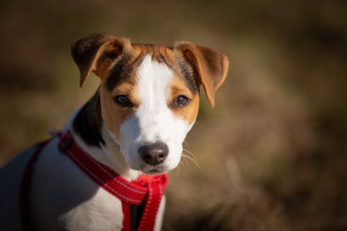 Nahaufnahmefoto Von Jack Rusell Terrier