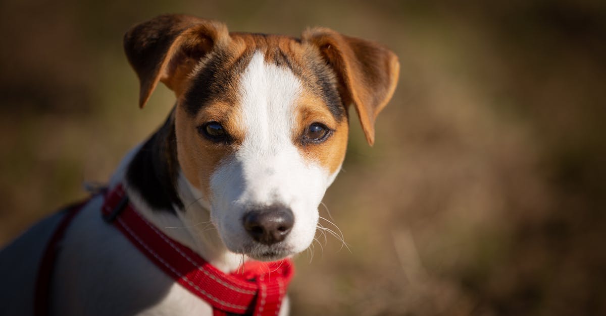 Pembroke Welsh Corgi