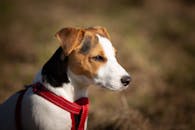 阳光明媚的日子里，可爱的杰克拉塞尔梗犬小狗戴着红色背带，在户外享受活动