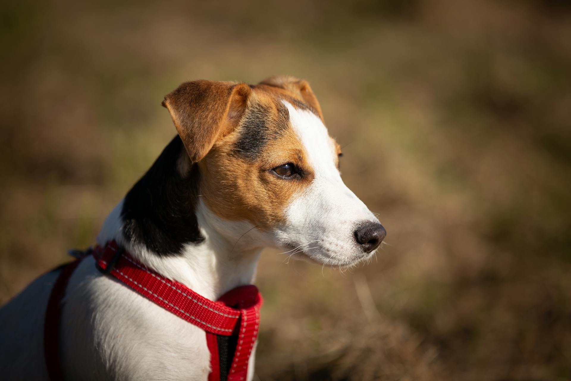 Kortklädd brun, vit och svart hund med röd sele