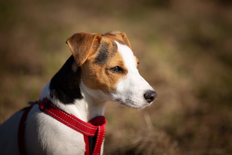 Cute Jack Russell Terrier puppy with red harness enjoying the outdoors on a sunny day.