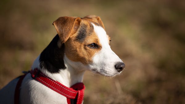Cute Jack Russell Terrier puppy with red harness enjoying the outdoors on a sunny day.