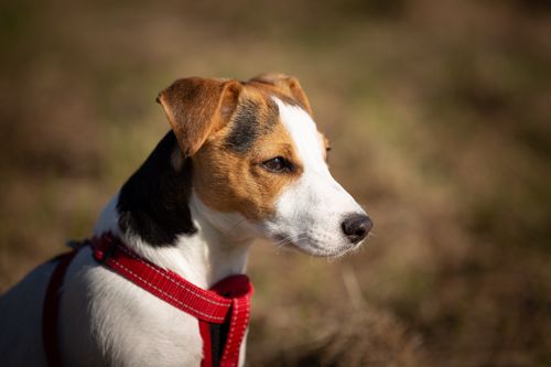 Free Cute Jack Russell Terrier puppy with red harness enjoying the outdoors on a sunny day. Stock Photo