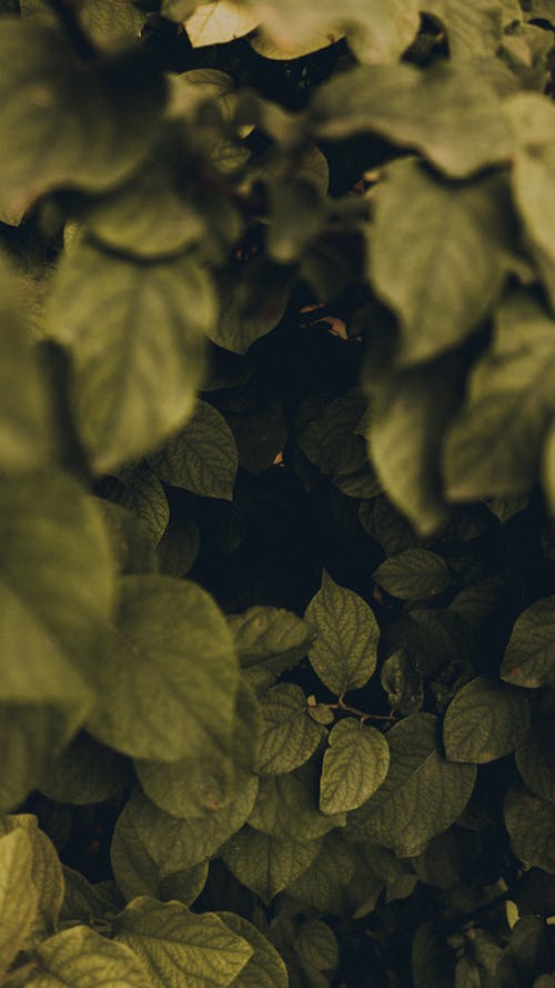 Close up of Green Leaves