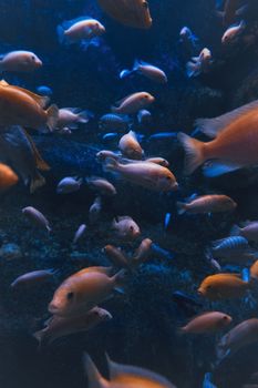 Explore a vibrant school of fish swimming underwater, showcasing marine diversity and movement.
