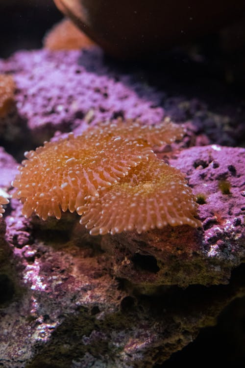 Coral on Seabed
