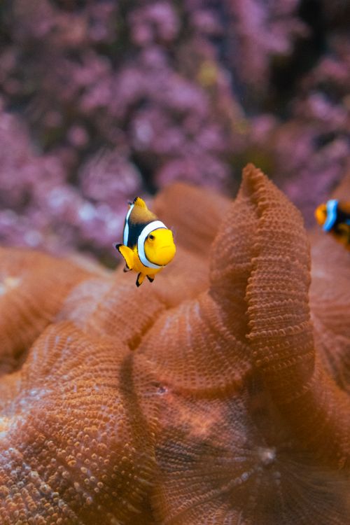 Free Close-up of a colorful clownfish amidst vibrant coral underwater, showcasing marine wildlife beauty. Stock Photo