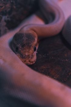 pythons photo