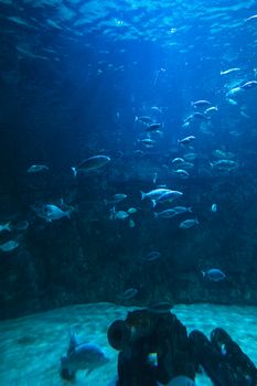 A tranquil underwater scene in an aquarium featuring diverse fish swimming gracefully.