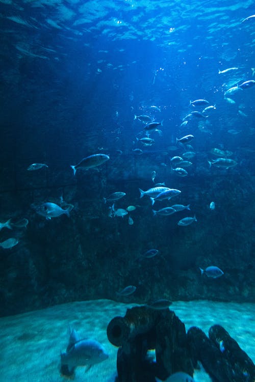 Abundance of Fish in Aquarium