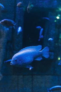 A blue fish gracefully swims through an aquatic setting, surrounded by other sea life in a mysterious, dimly lit underwater scene.