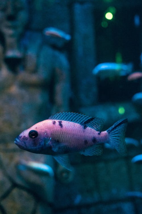 Fotos de stock gratuitas de acuario, bajo el agua, exótico