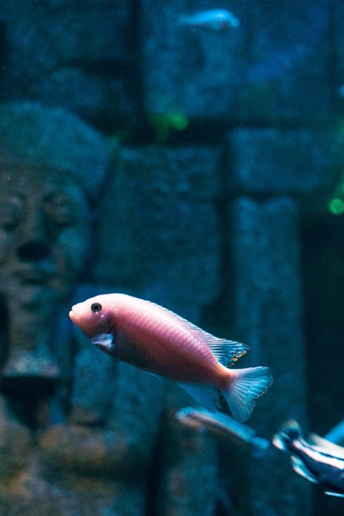 Fish Swimming in Aquarium