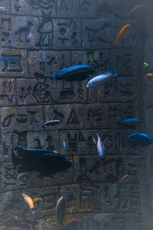Exotic Fish Swimming against Hieroglyphs