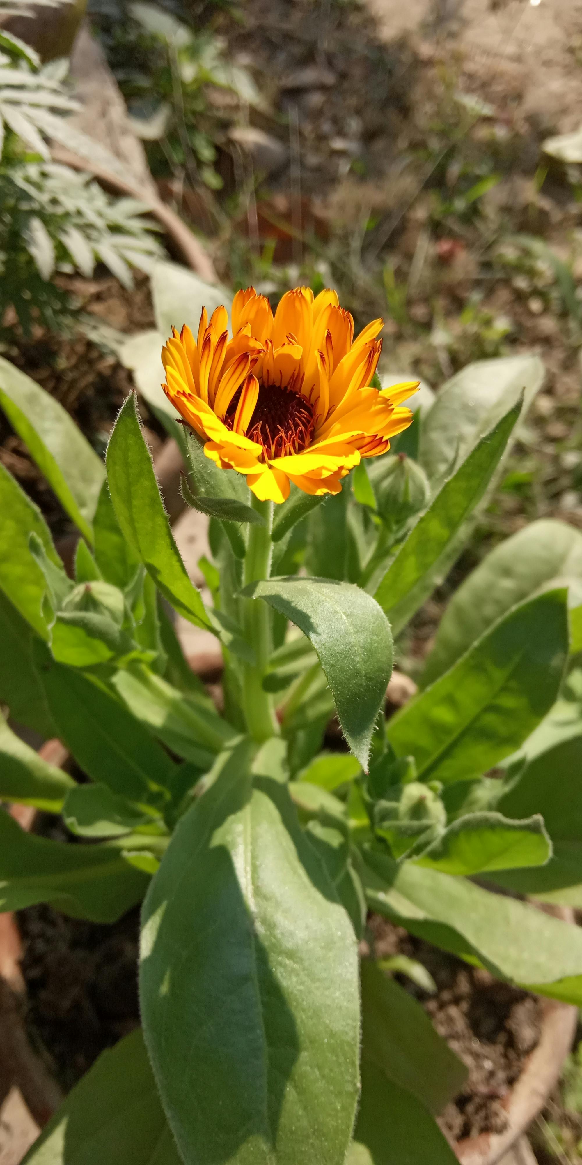 有关家庭菜园花的免费素材图片