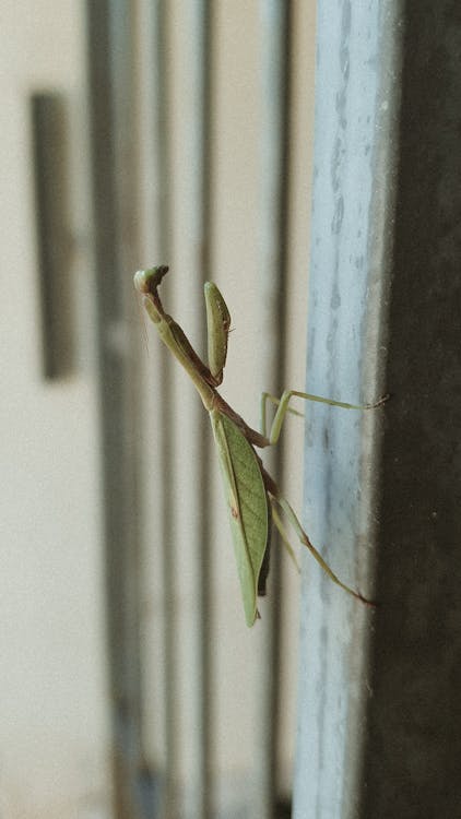 Foto d'estoc gratuïta de fotografia de la vida salvatge, insecte, mantis