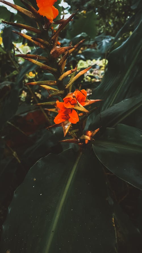 Foto profissional grátis de ecológico, flor, fundo da natureza
