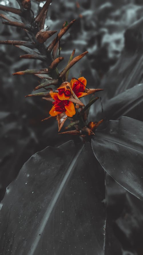 Δωρεάν στοκ φωτογραφιών με flor, orange_background, λουλούδι