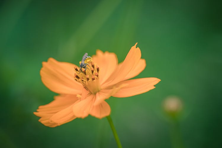 Fly On Flower