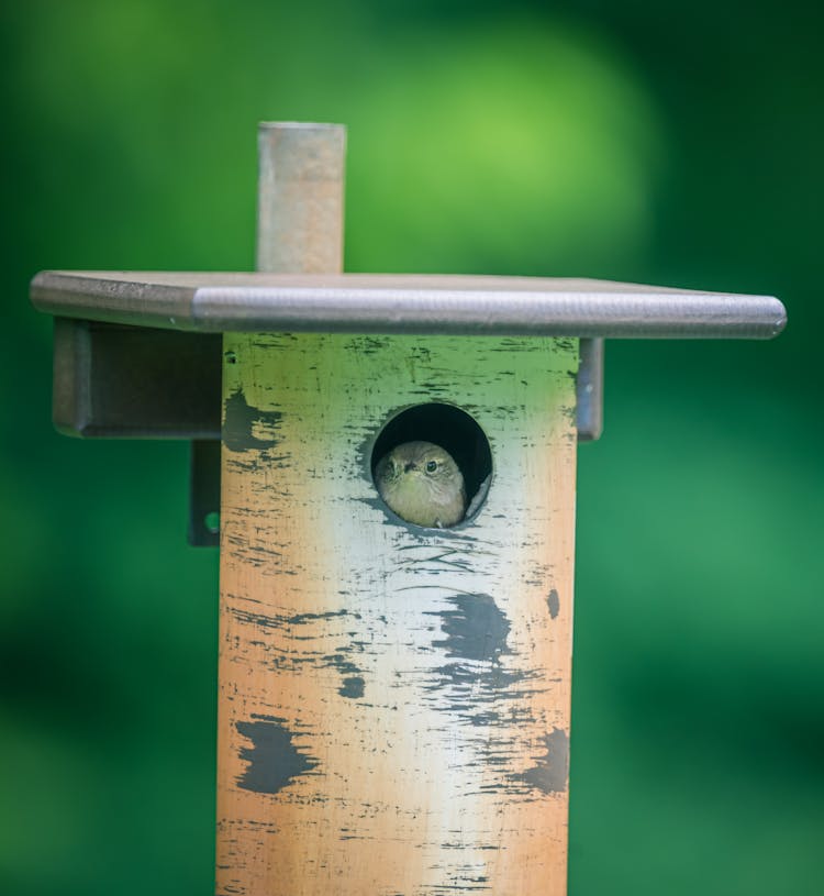 Cute Bird In A Birdhouse