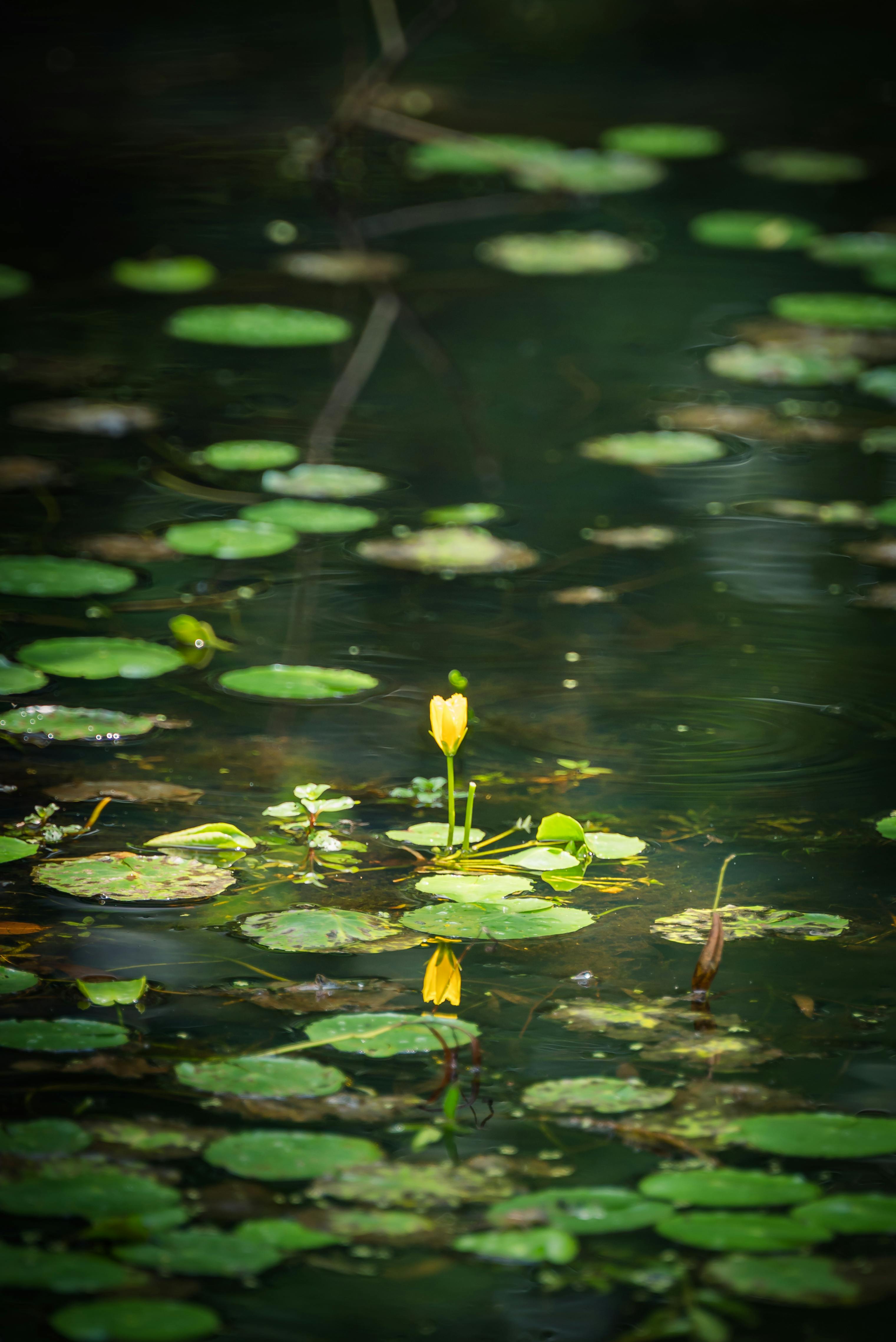 Lotus River Photos, Download The BEST Free Lotus River Stock Photos