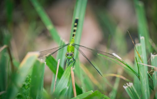 Imagine de stoc gratuită din fotografie cu animale sălbatice, iarbă, insectă