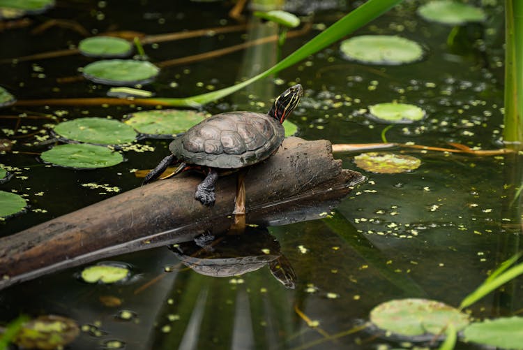 Cute Turtle Reflecting In Pond