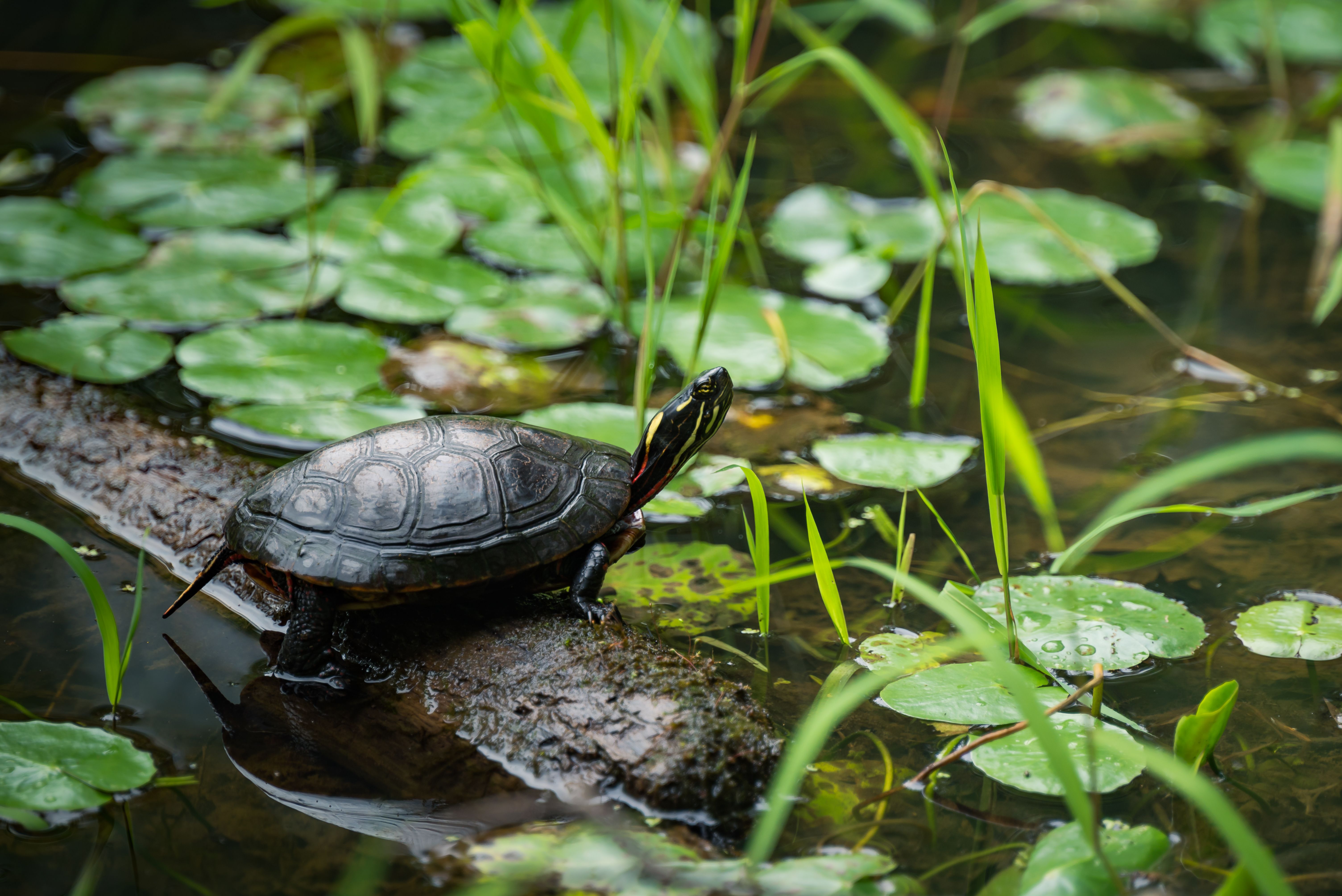 Schildpad schilderijen in herfstkleuren palet.