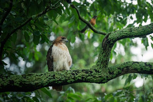 Hawk Perching on Tree