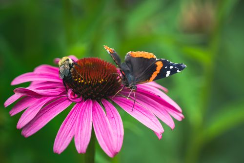 Free A Red Admiral butterfly and a bee on a vibrant pink coneflower in nature Stock Photo