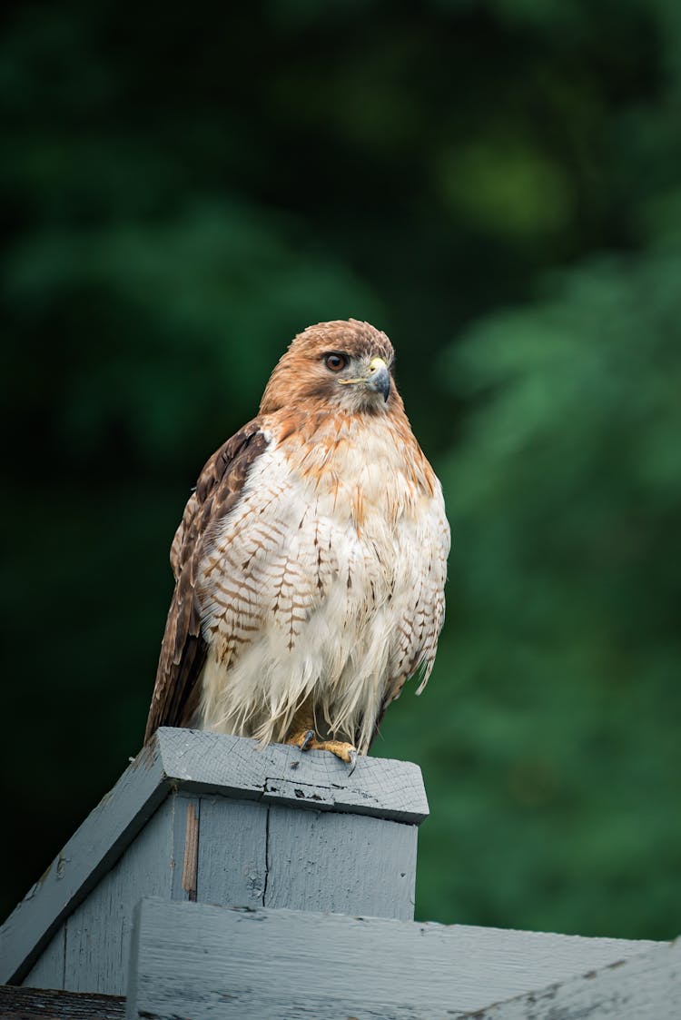 Raptor In Summer