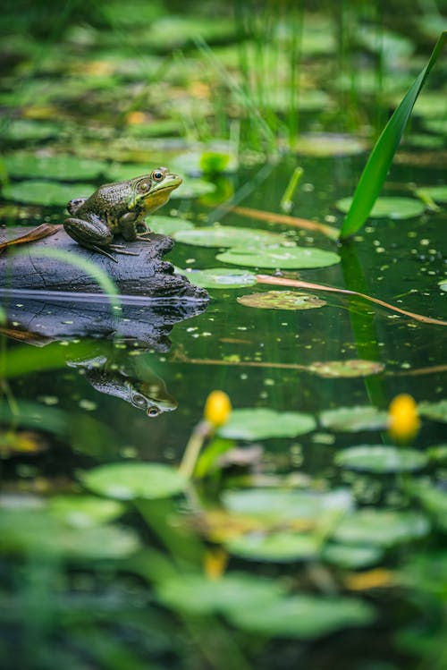 Kostnadsfri bild av damm, djurfotografi, groda