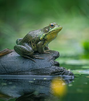 Close-up of a green frog on a log in a calm pond, showcasing nature's beauty.
