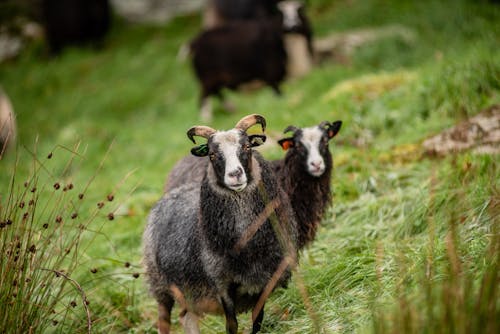 Free stock photo of grass, sheep