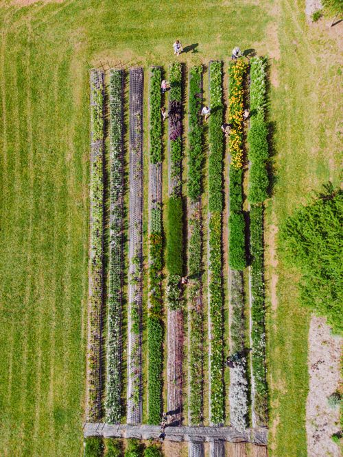 Free Top view of lush farmland with rows of crops in Chickamauga, Georgia. Stock Photo