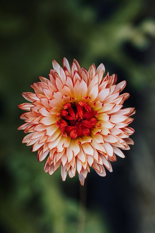Free A vibrant close-up of a dahlia flower showcasing red and white petals against a blurred background. Stock Photo