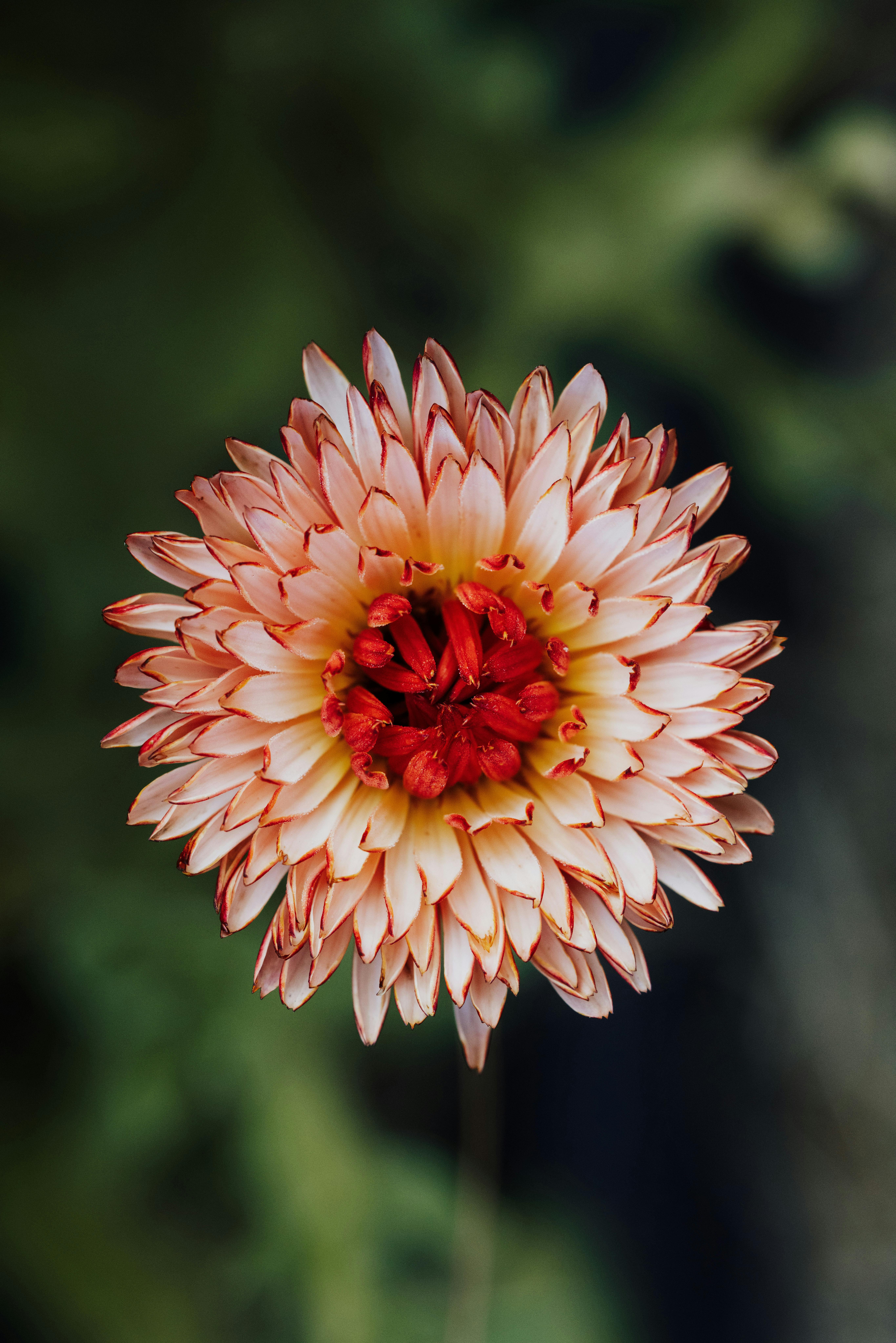 Hoa Thược Dược Trắng  Ảnh miễn phí trên Pixabay  Pixabay