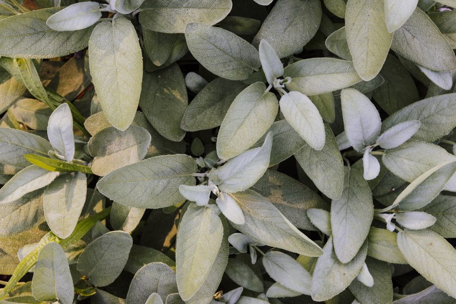 Fresh sage leaves, close up — K on Pexels